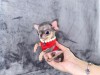 Mini Chihuahua 2