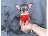 Mini Chihuahua 2