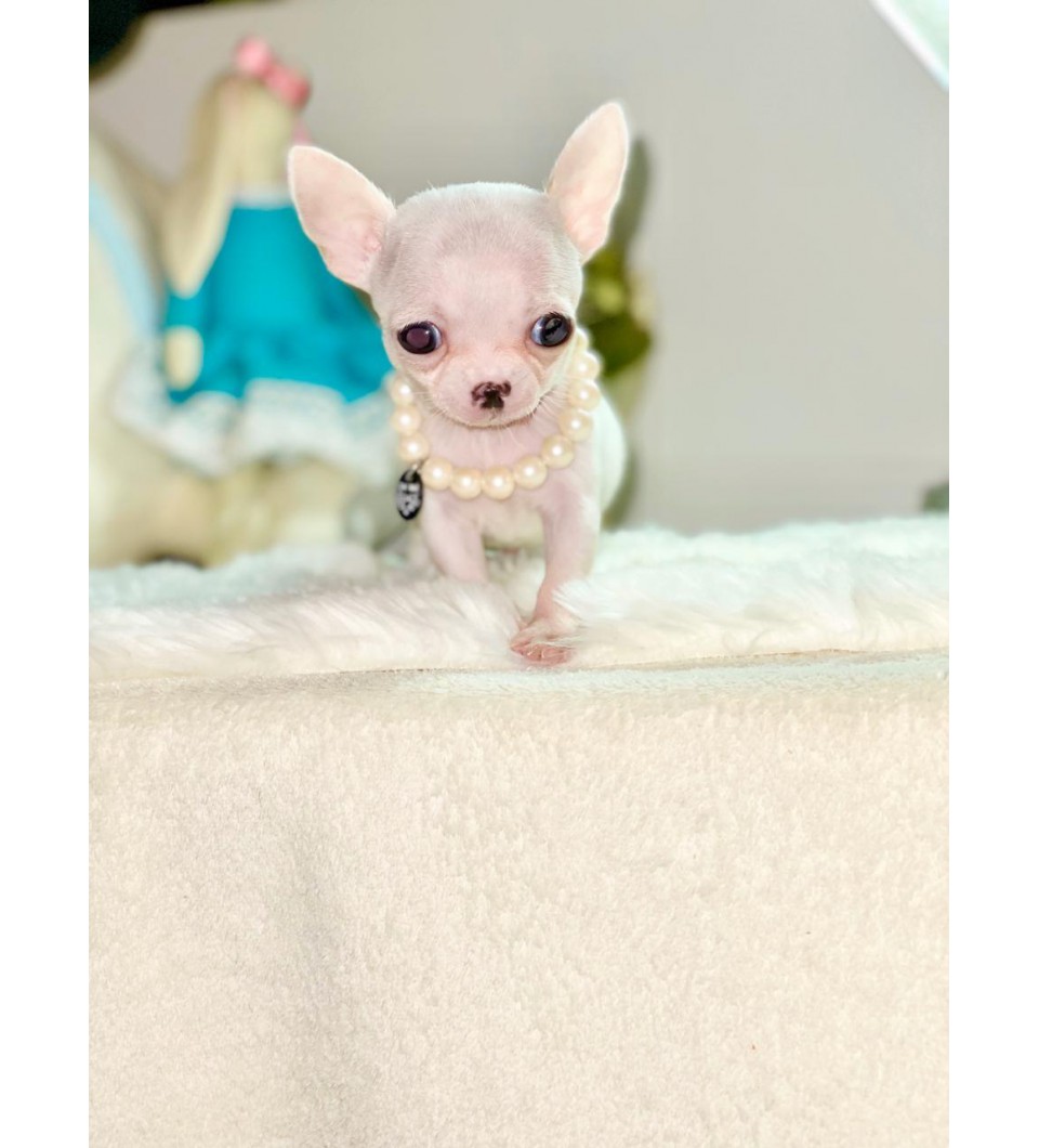 Mini Chihuahua 5