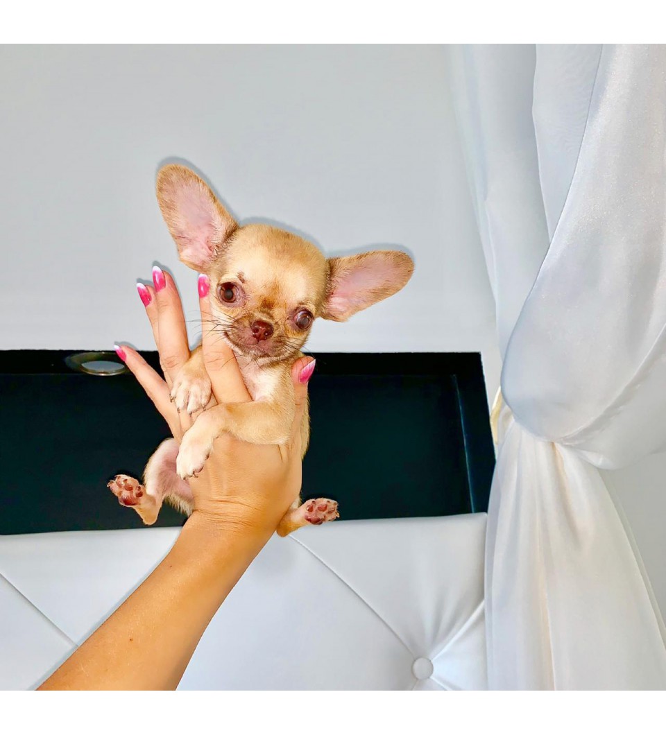 Mini Chihuahua 8