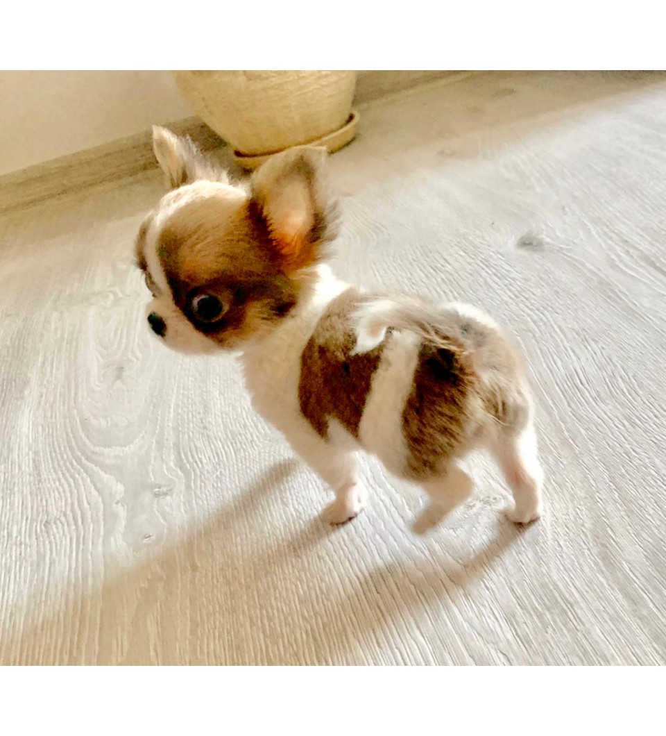 Mini Chihuahua 9