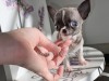 Mini Chihuahua 13